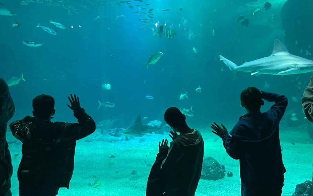 Week-end Nausicaa, Plopsaqua, Kuistax,…